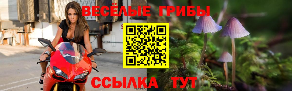 Псилоцибиновые грибы Psilocybe Куйбышев